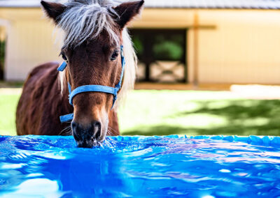 Mini Horse Drinking From TroughSaver Liner