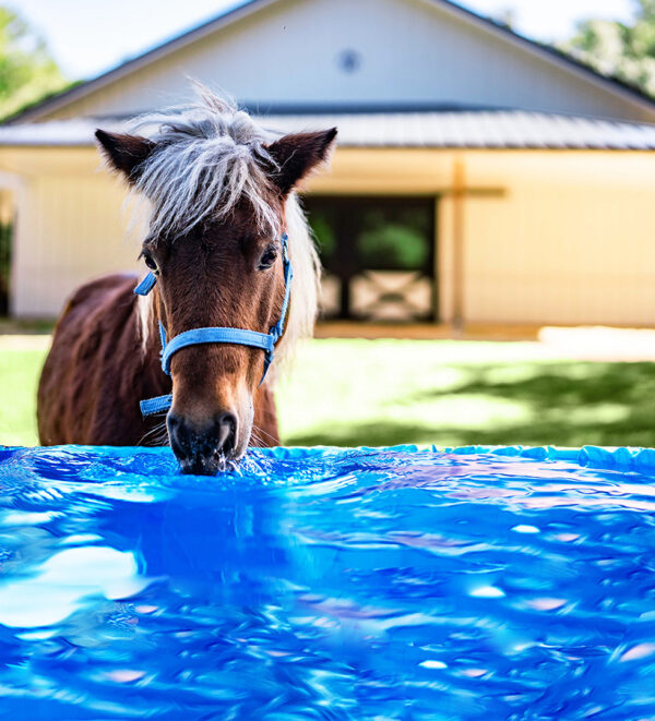 Mini Horse Drinking From TroughSaver Liner