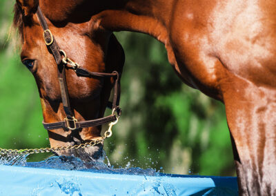 Performance Horse Drinking Water From TroughSaver Liner