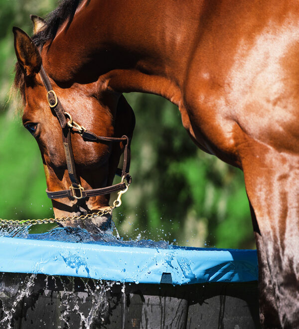 Performance Horse Drinking Water From TroughSaver Liner