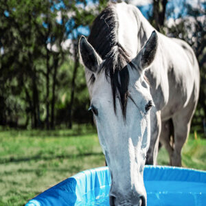 Grey Horse Drinking Water From TroughSaver Liner