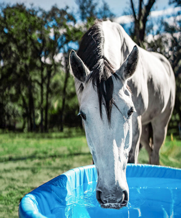 Grey Horse Drinking Water From TroughSaver Liner